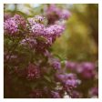 Lilac Daydream - Fine Art Photograph For Discount