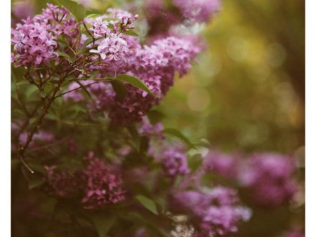 Lilac Daydream - Fine Art Photograph For Discount