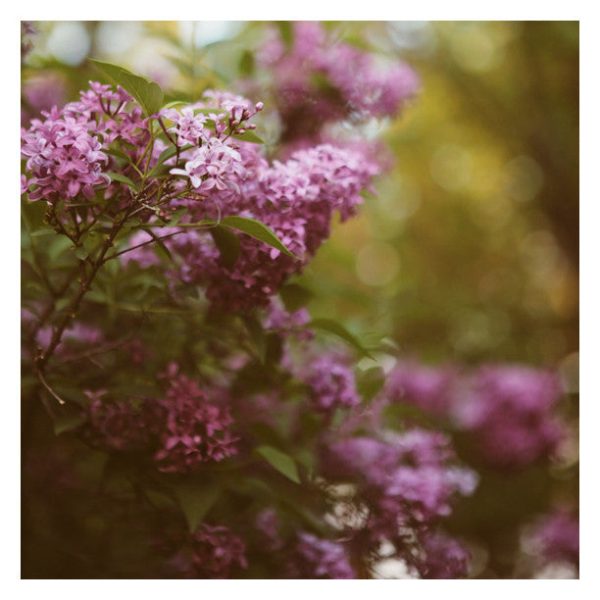 Lilac Daydream - Fine Art Photograph For Discount