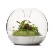 Biodome Rainforest Terrarium - Carrara Online now