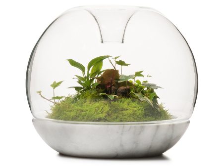 Biodome Rainforest Terrarium - Carrara Online now