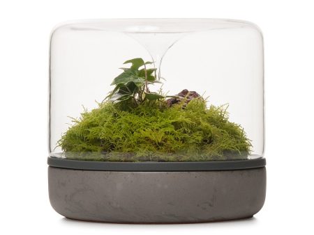 Sanctuary M Rainforest Terrarium - Concrete Cheap