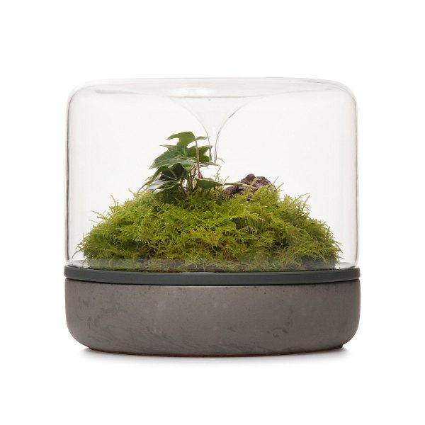 Sanctuary M Rainforest Terrarium - Concrete Cheap