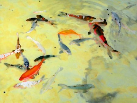 Yellow Koi - Fine Art Photograph Supply