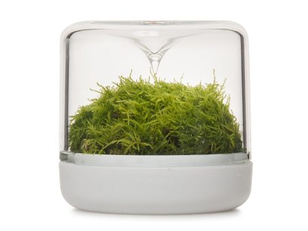 Sanctuary S Rainforest Terrarium - White Fashion