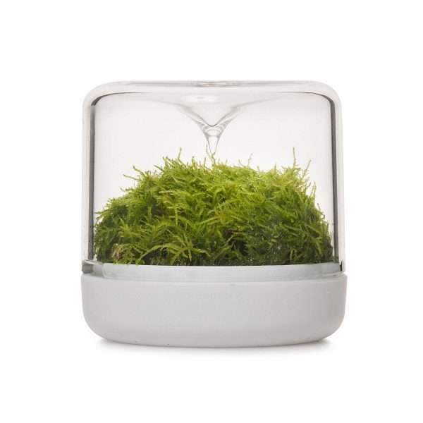 Sanctuary S Rainforest Terrarium - White Fashion