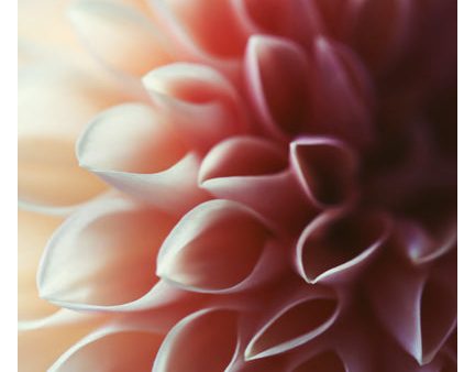 Pink Dahlia #1 - Fine Art Photograph For Sale