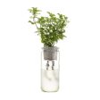 Eco Planter - Mint For Discount