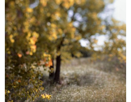 Fields Of Gold - Fine Art Photograph Cheap