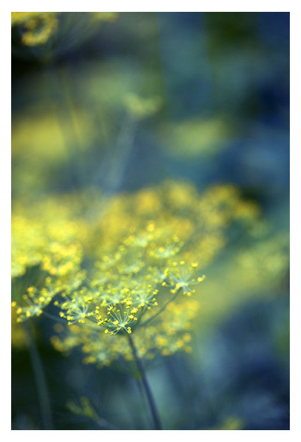 Dill #6 - Fine Art Photograph Online