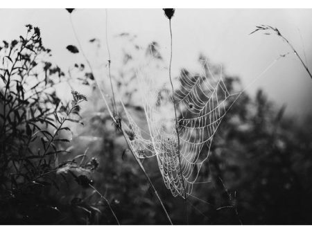 Fog & Field - Fine Art Photograph Cheap