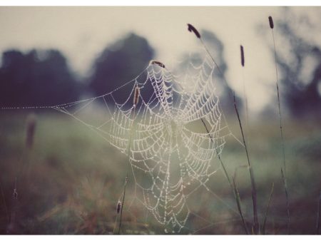 Web #1 - Fine Art Photograph Online now