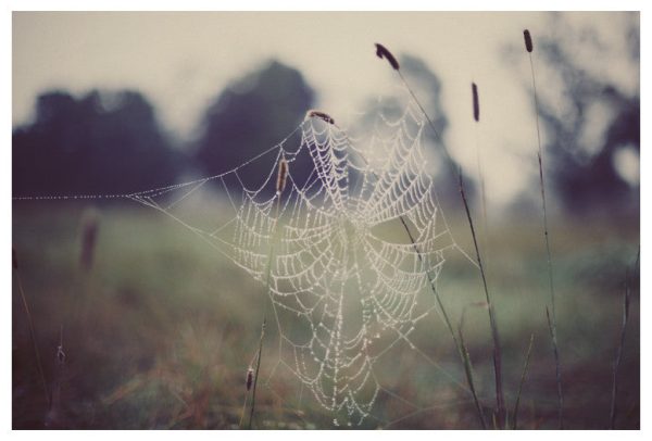 Web #1 - Fine Art Photograph Online now