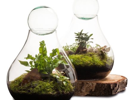 Bulb Terrarium For Sale