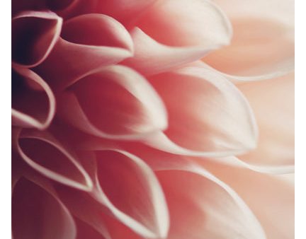 Pink Dahlia #2 - Fine Art Photograph Hot on Sale