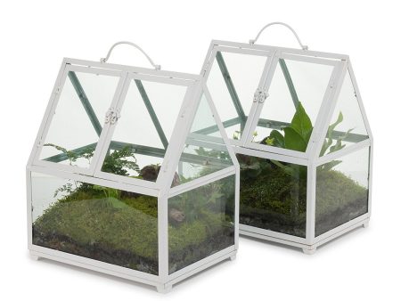 Rainforest Glasshouse Terrarium For Cheap