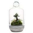 San Jose Terrarium Online Sale