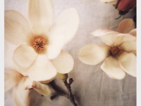 Fancy Magnolia - Fine Art Photograph For Discount