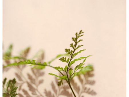 Shadow Fern #1 - Fine Art Photograph For Discount