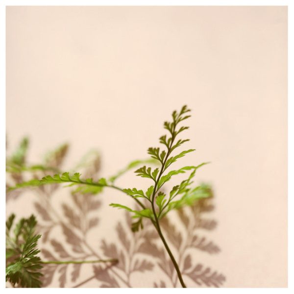 Shadow Fern #1 - Fine Art Photograph For Discount