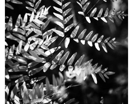 King Fern In Black & White - Fine Art Photograph Online