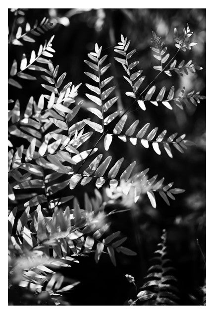 King Fern In Black & White - Fine Art Photograph Online