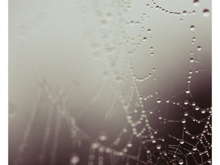 Web #2 - Fine Art Photograph Online