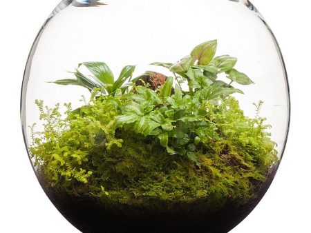 Revival Fishbowl Terrarium Cheap