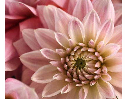 Dahlia Dream - Fine Art Photograph Online Sale