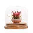 Tillandsia Dome Terrarium For Discount