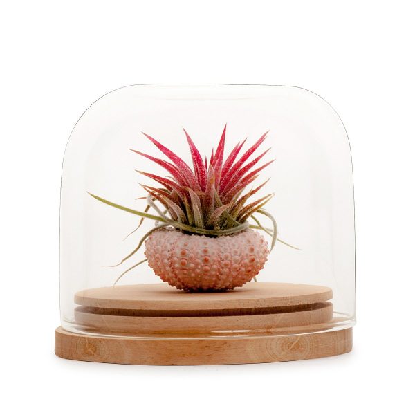 Tillandsia Dome Terrarium For Discount